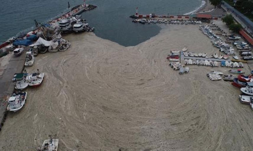 Tekirdağ’da Balıkçı Barınağını Deniz Salyası Kapladı