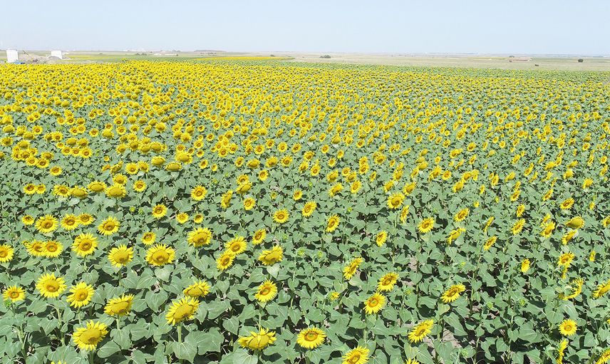 Tekirdağ'da Tarlalar Sarıya Boyandı