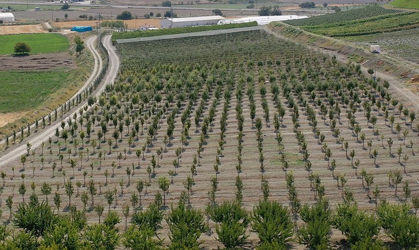Teşvik İçin Oluşturmuşlardı: Tüm İlçeye Yetecek Kadar Üretildi!