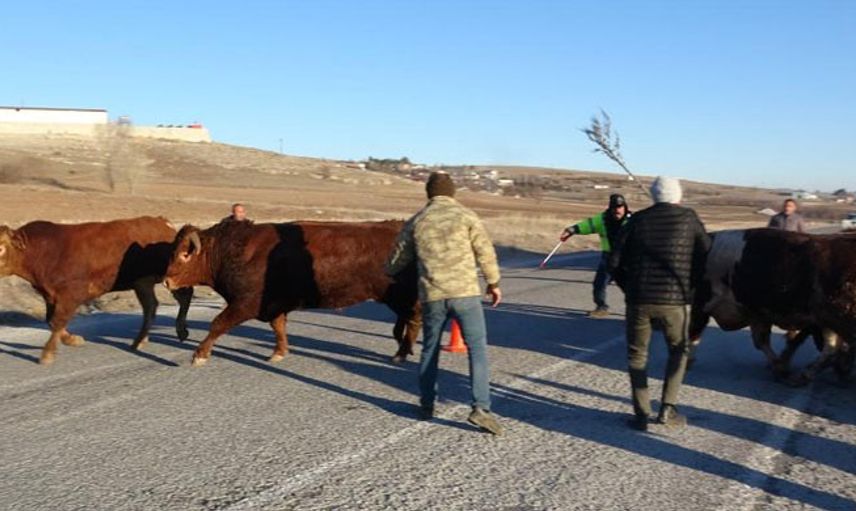Tır Devrilince Boğalar Yola Kaçtı, Yakalamak Kolay Olmadı
