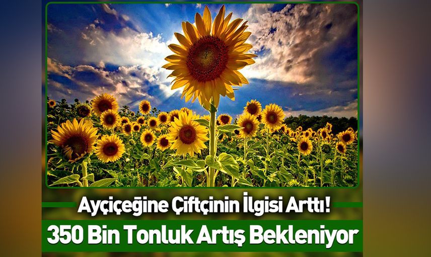 Çiftçiye verilen destekler işe yaradı: Ayçiçek yağı üretimi artacak!