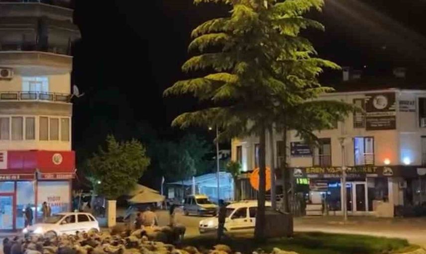 Tokat'ta Geleneksel Yayla Göçü Başladı