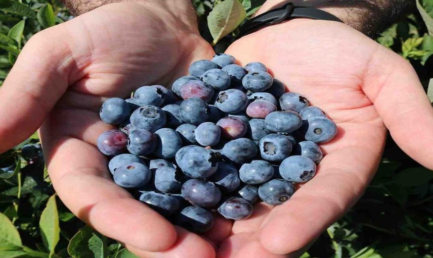 Trabzon'da çay yerine mavi yemiş dikti 300 bin TL gelir elde etti!