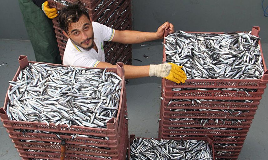 Trabzon'da Rekor İhracat: 4 Ayda 25 Ülkeye 1059 Ton Hamsi