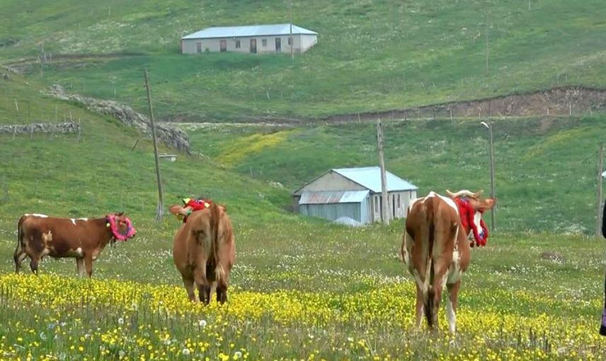 Trabzon'da Salgından Kaçıp Kendilerini Yaylaya Atanlara Evde Toplanmayın Uyarısı Geldi