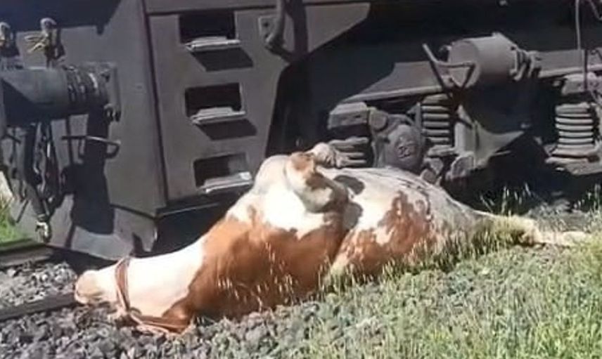 Tren Kazasından Sonra İneği Kurtarma Mücadelesi