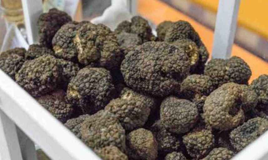 Trüf mantarı nedir? Trüf mantarı tohumu nereden ve nasıl bulunur? Kralların özel yemeği trüf mantarı yetiştirmenin püf noktaları