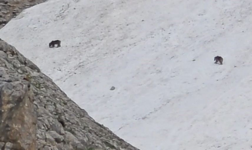 Tunceli'de Dağ Keçileri ve Ayılar Aynı Karela Görüntülendi