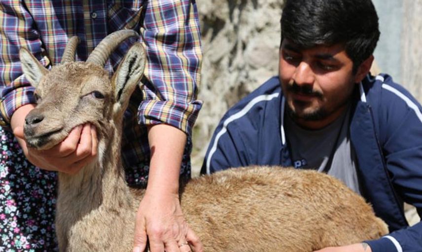 Tunceli’de Günlerce Baktıkları Dağ Keçisine Gözyaşlarıyla Veda Ettiler