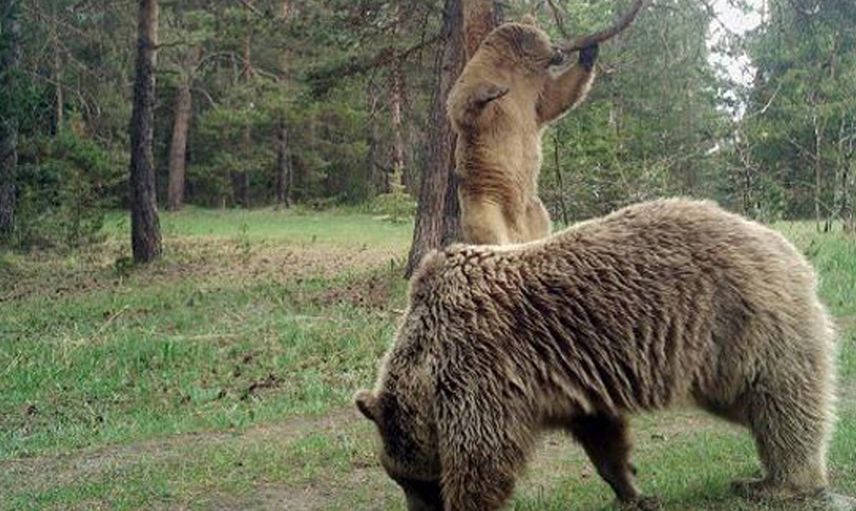 Turistlere Uyarı Geldi! 'Ayıyı Görünce Bağırıp Şarkı Söyleyin’