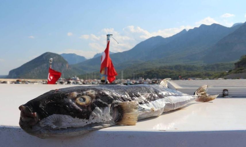 Türkiye sahillerinde balon balığı alarmı: Büyük tehlike oluşturuyor