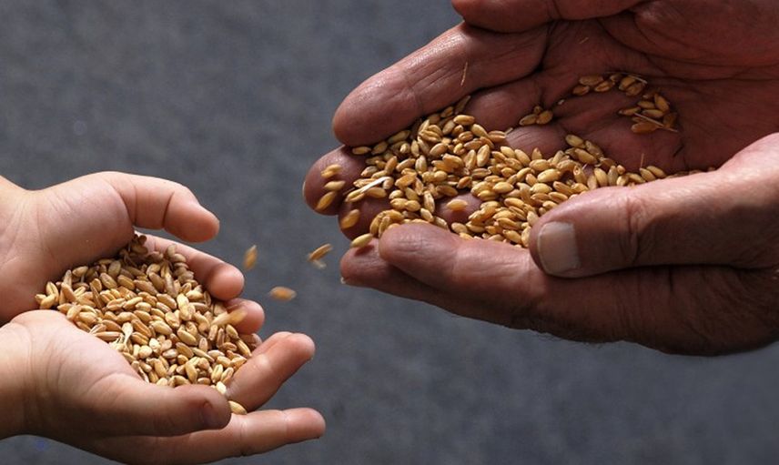Türkiye Yerli ve Milli Tohum Üretiminde Atağa Kalktı