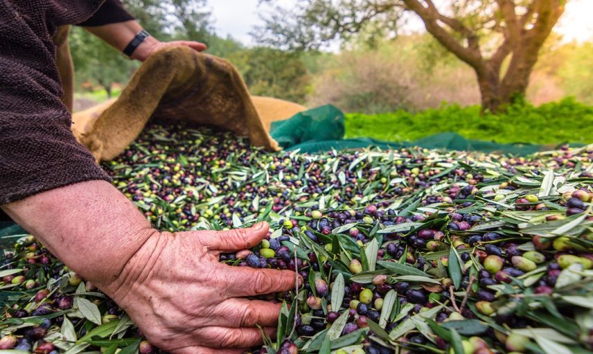 Türkiye zeytin ihracatında rekora koşuyor: 200 milyon dolara ulaşmak üzere