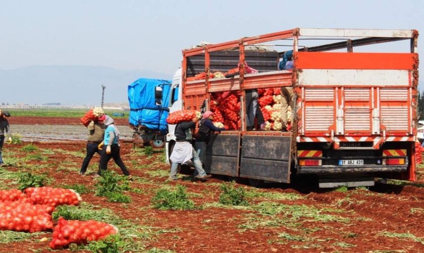 Türkiye’de hasat dönemi başladı: Fiyatı 10 liranın altına düşecek