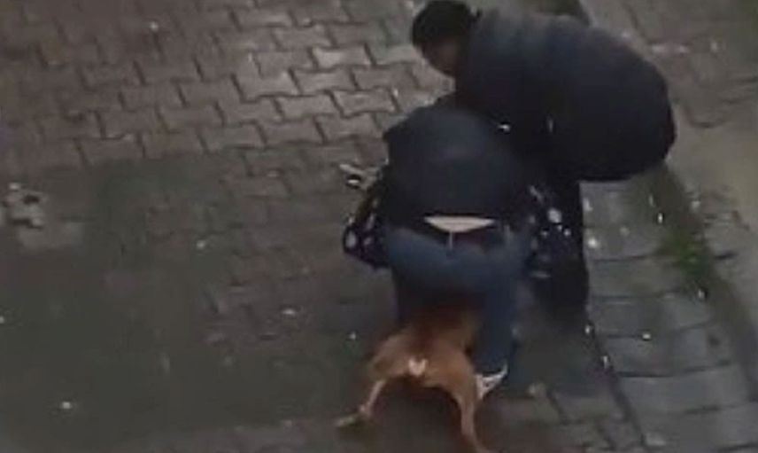 Türkiye'de köpek saldırıları bitmiyor! İstanbul'da ısırılan vatandaş pitbull cinsi köpekten zor kurtuldu