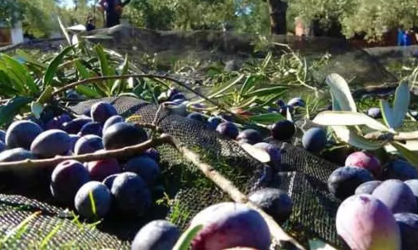 Türkiye'de Zeytin Ağacı Yüzde 50 Artışta!