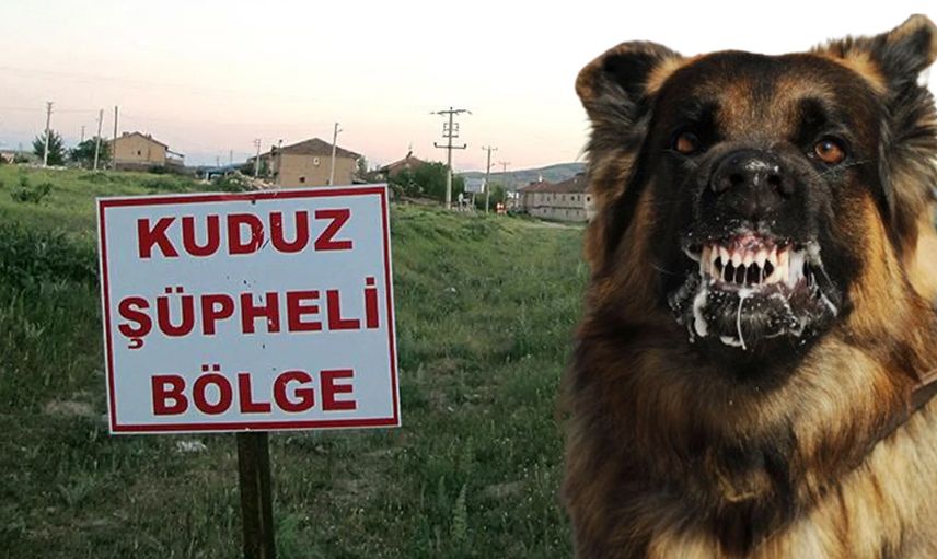 Türkiye’nin 5 yıllık kuduz bilançosu korkuttu: 12 ilde karantina uygulandı
