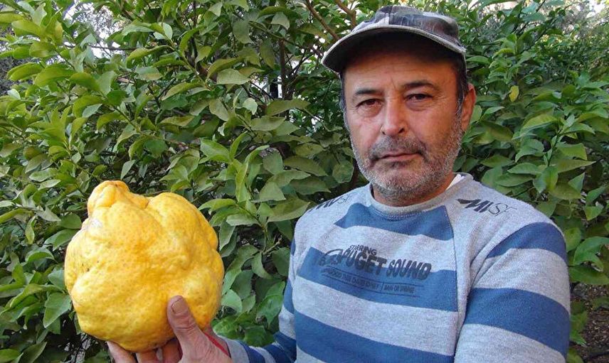 Türkiye’nin En Büyük Limonu! Bin Liraya Satılacak
