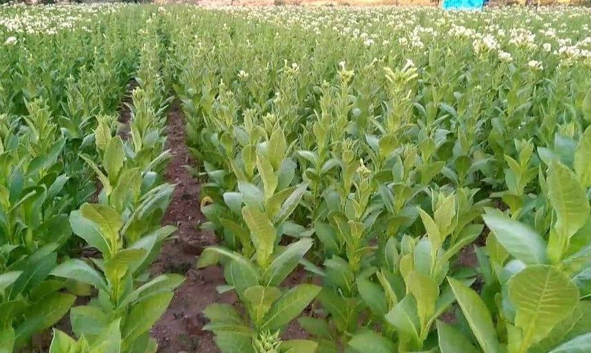 Tütün Eksperliği Yüksekokulu DGS 2022 taban puanları ve bölüm kontenjanları
