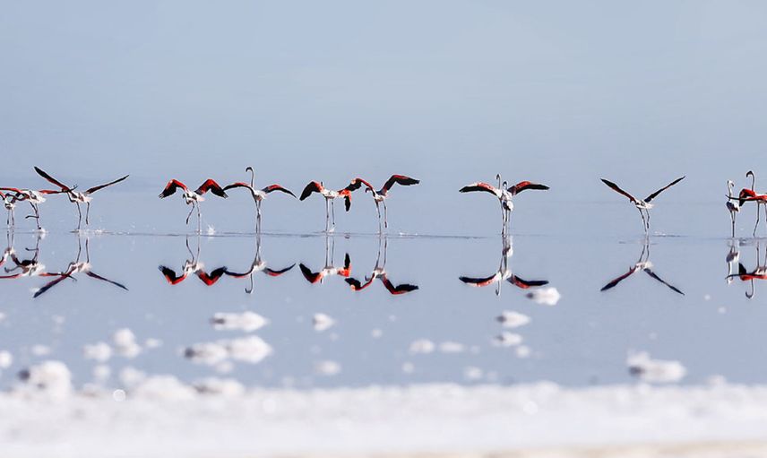 Tuz Gölü flamingo cennetine dönecek! Bakanlık harekete geçti