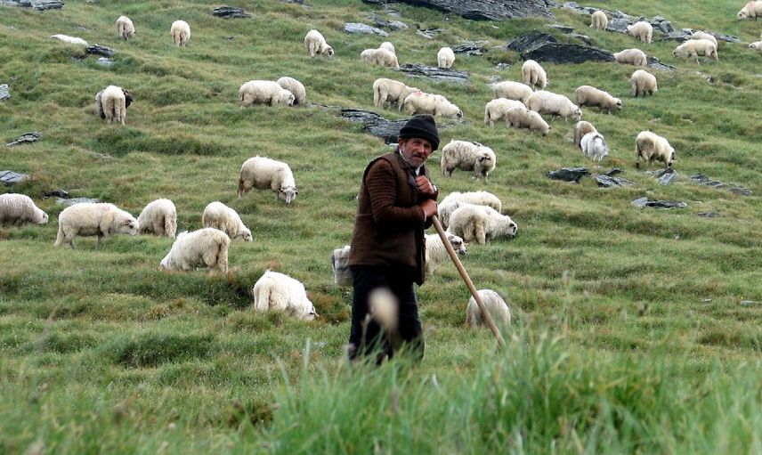 Üç bakanlık birden seferber oldu: 150 bin çoban aranıyor