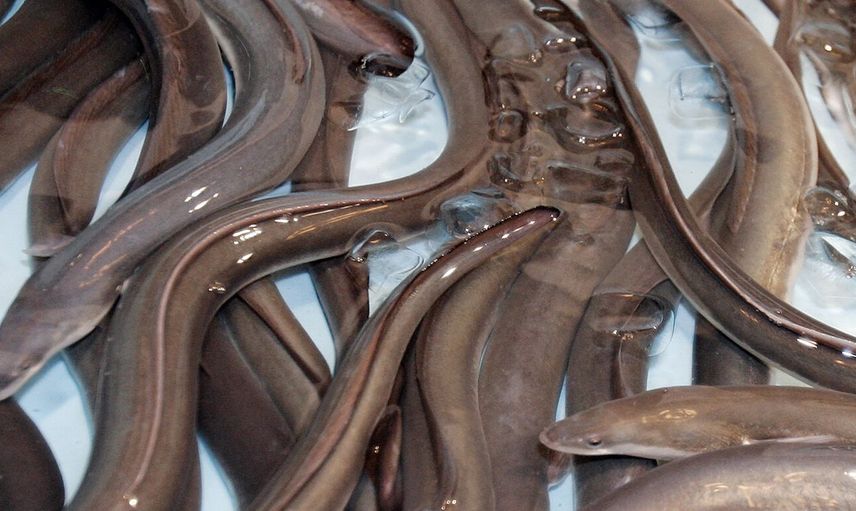 Ülkeyi ayağa kaldıran olay: karın ağrısı şikayetiyle hastaneye gitti, karnından 30 cm boyunda yılan balığı çıktı!