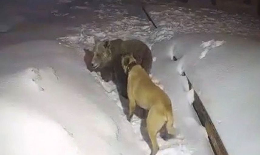 Uludağ'da korkutan anlar: Şehre inen ayı ile köpeğin boğuşması kamerada!
