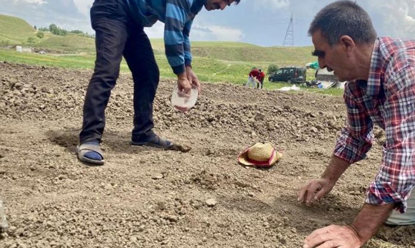 Ürdün'de Kavurucu Sıcaklar Nedeniyle Mahsuller Zarara Uğradı