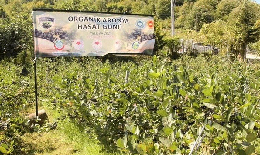 Üretimi İçin AR-GE Çalışması Yapılmıştı: Hasat Zamanı Geldi