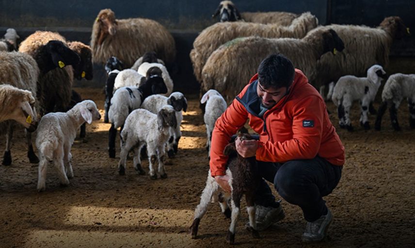 Van’da Genç Girişimciye “Sürü” Desteği Verildi