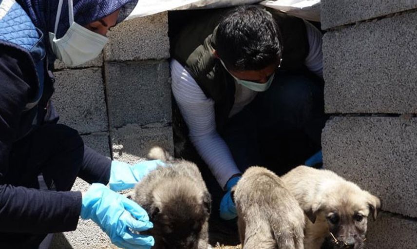 Van’da Sokak Hayvanları İçin Mama Ve Su Bırakıldı