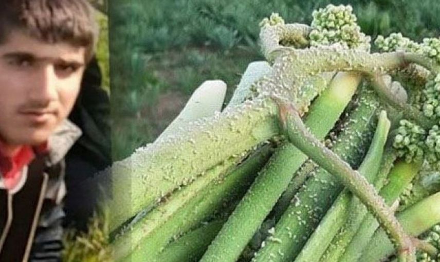 Van’da Uçkun Toplarken Hayatını Kaybetti