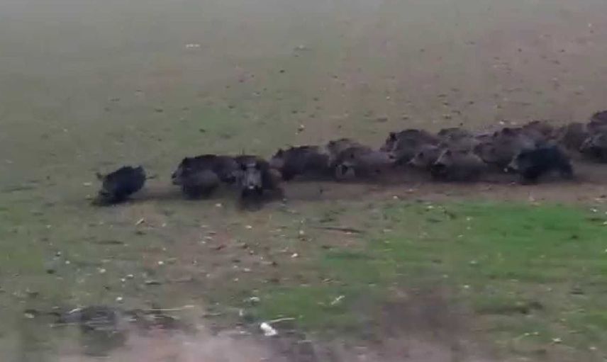 Vaşak Fotoğrafları Çekmek İsteyen Fotoğrafçı Domuz Sürüsüyle Karşılaşınca Şok Oldu!