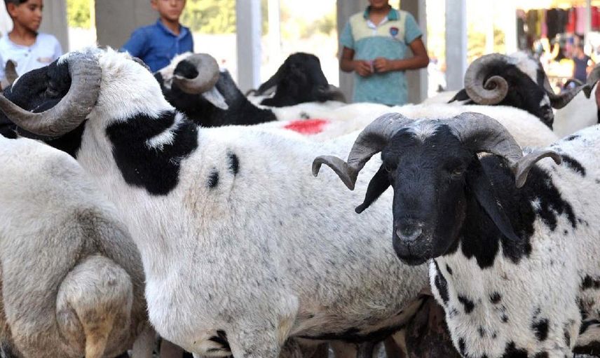 Vekaletle Kurban Fiyatları Ne Kadar?