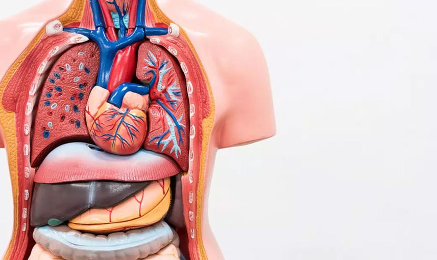 Vücudumuzda neden bazı organlardan 2 tane var? Yardıma gelen savaşçılar!
