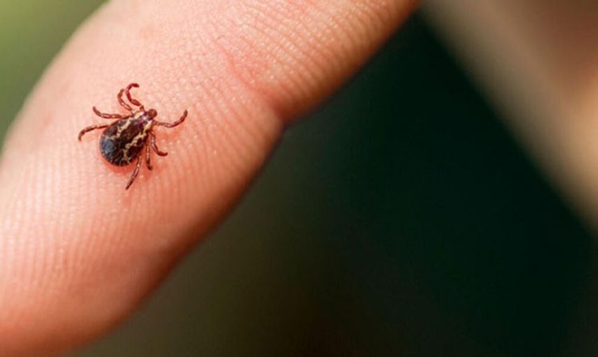 Vücudundaki Keneyi Çıkaran Yaşlı Kadın Hayatını Kaybetti