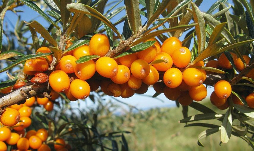 Yabani İğde Doğadaki Tek Omega 7 Kaynağı