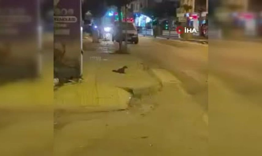 Yalova şehir merkezinde bir sansar görüldü