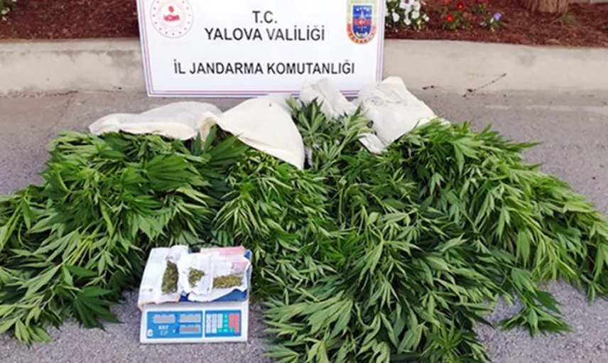 Yalova'da 600 Kök Hint Keneviri Ele Geçirildi