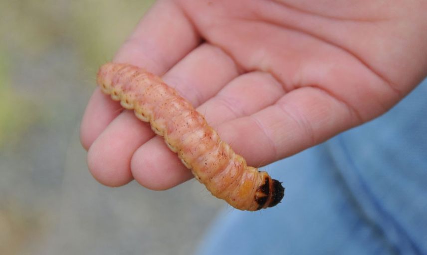 Yaraların Çözümü Larva Tedavisi