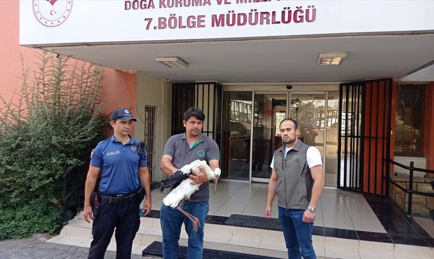 Yaralı Leylek Adana'da Kurtarılıyor