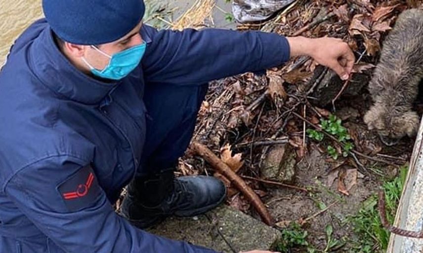 Yavru Köpeğin İmdadına Jandarma Ekipleri Yetişti