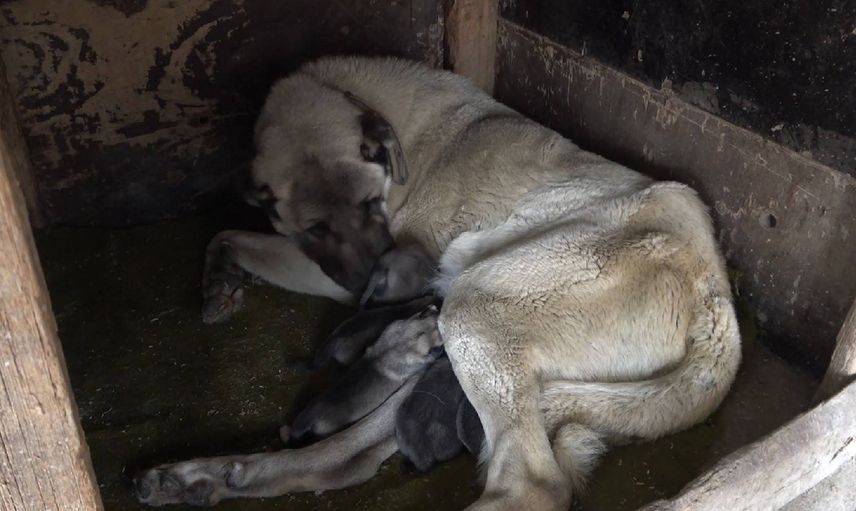 Yavru köpek anne dedi videosu sosyal medyayı sallıyor!