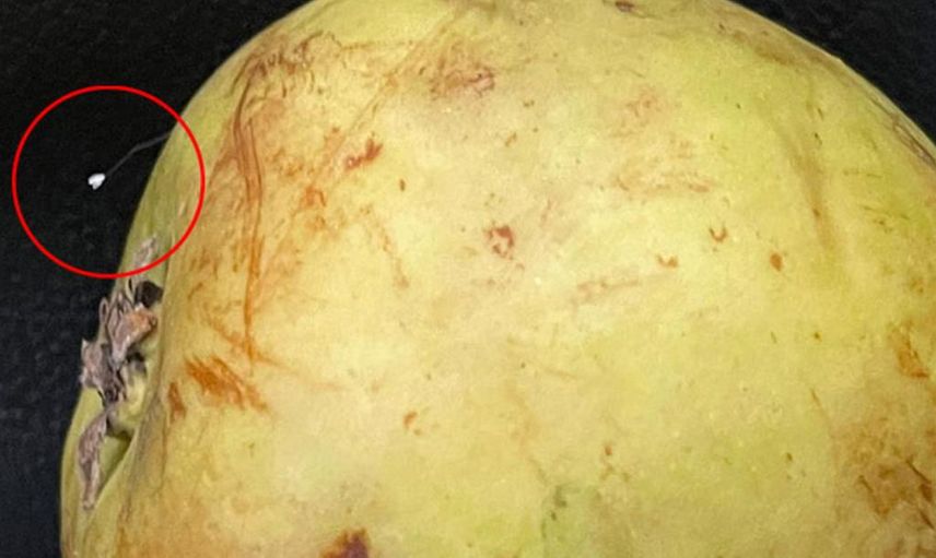 Yemek İçin Aldığı Armutta Nadir Görülen Udumbara Çiçeği'ne Rastladı