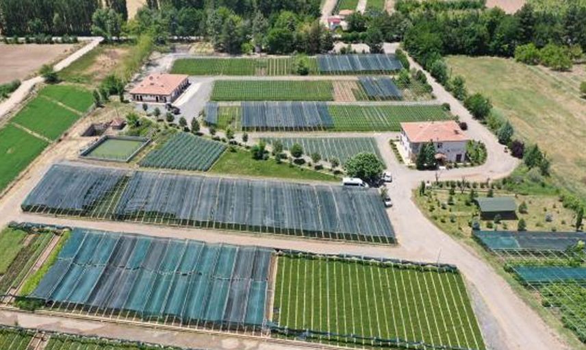 Yeşil Vatan İçin 273 Milyon Fidan Üretimi Yapıldı