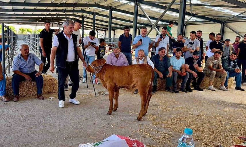 Yılın en güzel buzağısı 40 günlük limousin cinsi seçildi