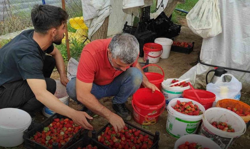 Yoğun Yağışlar, Çilek Üretimini Olumsuz Etkiledi