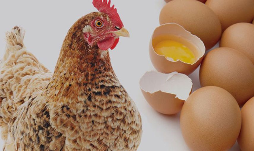 Yumurta Fiyatları Altını Solladı
