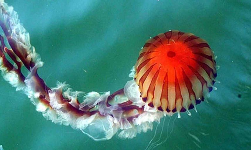 Zehirli pusula denizanası nedir, ölümcül mü? Marmara'da görülmeye başlandı
