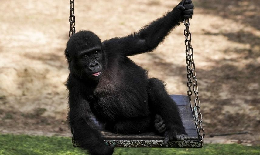 Zeytin Goril Yavrusu Nijerya'ya Dönüyor
